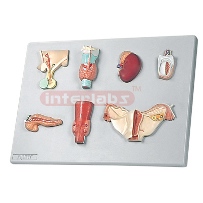 Interlab? Endocrine System Organs, 7 Pc